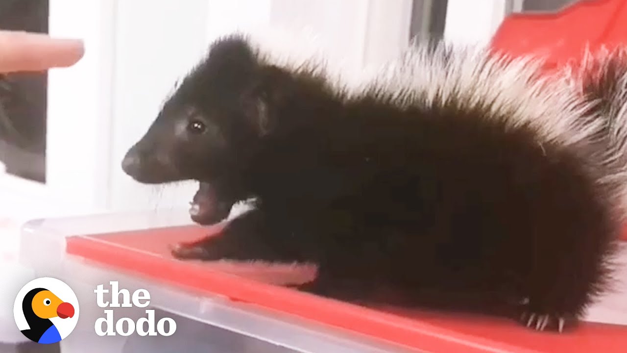 Baby Skunk Stomps His Tiny Feet When He Wants To Dominate