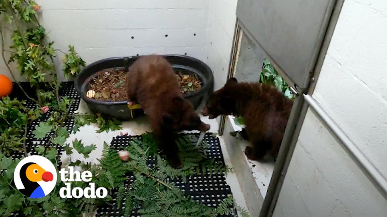 Bear Cub Brothers Separated For Months Can’t Stop Hugging Each Other