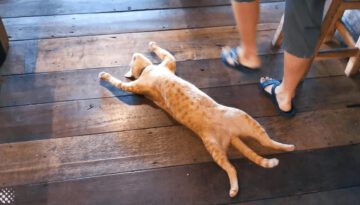 Cat Falls Asleep on the Restaurant Floor and Refuses to Move