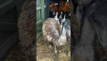 Cheerful Man Announces Morning Barnyard Rush Hour