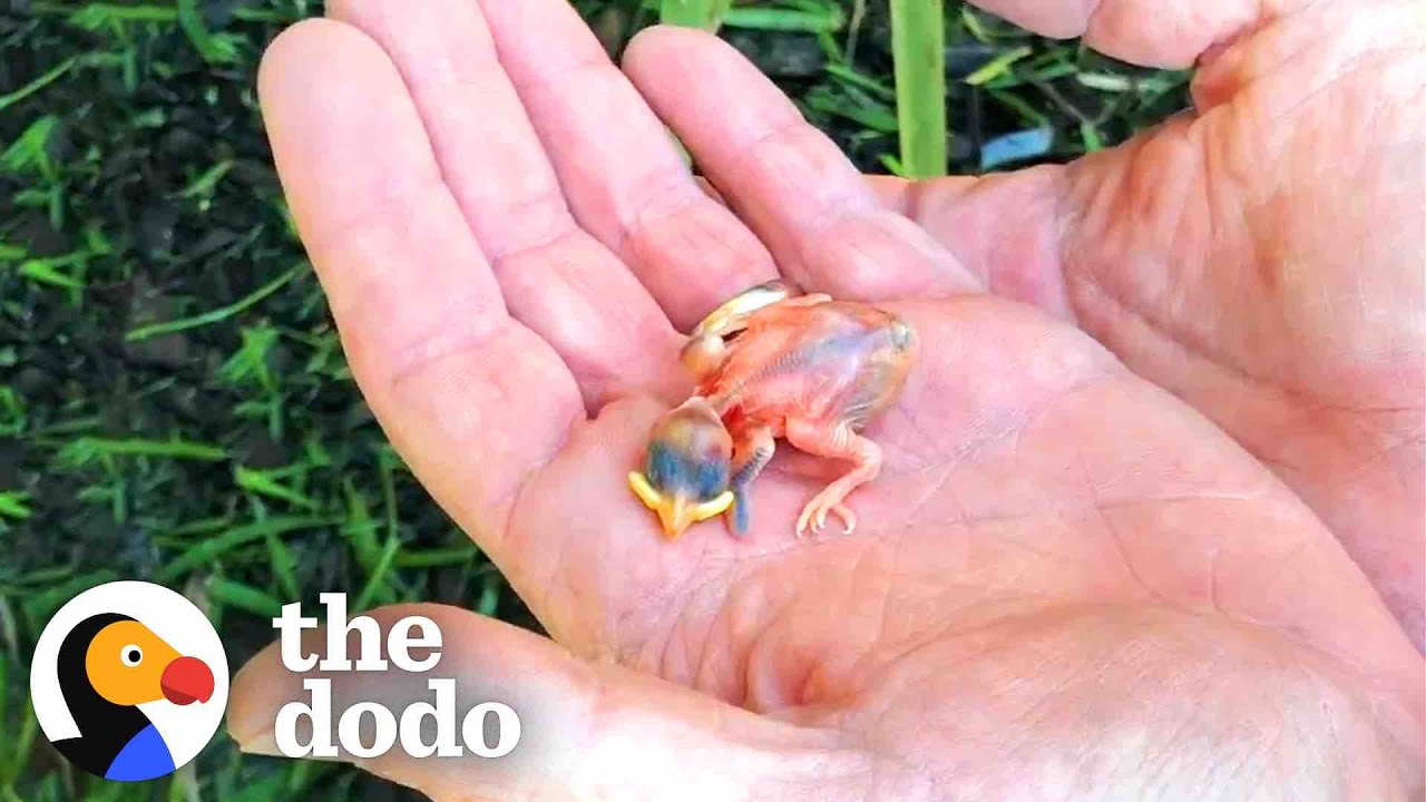 Couple Finds Tiny Sparrow After A Storm