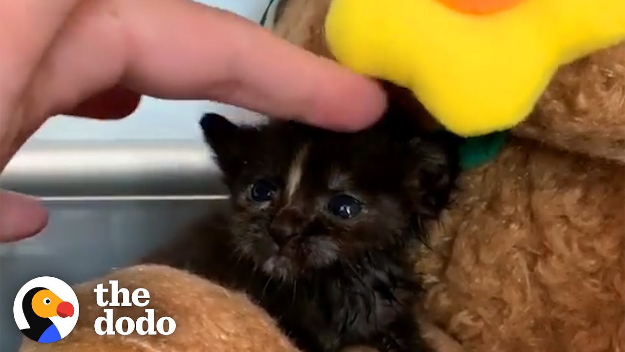 Couple on Date Sees Teeny Kitten in Distress…See How They Save Her Life