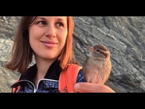 Couple rescues wild sparrow. Now she refuses to leave.