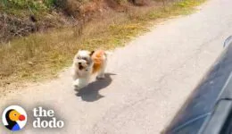 Dog Chases Car Asking To Be Rescued