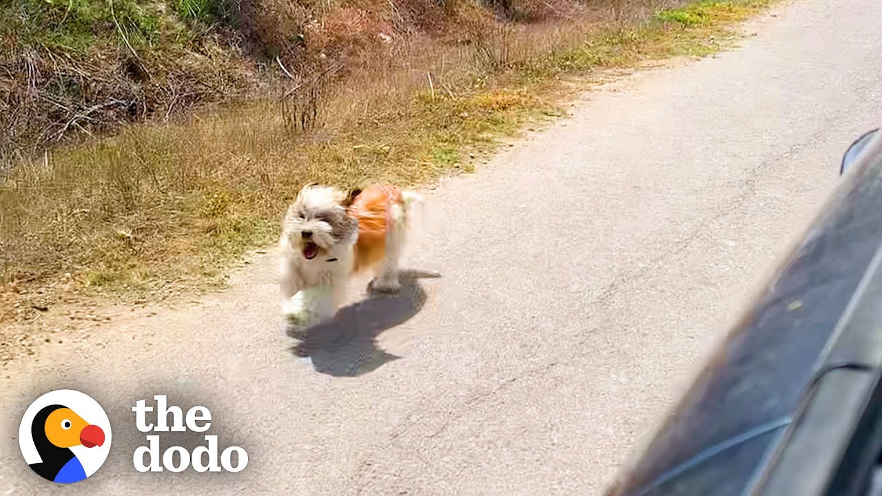 Dog Chases Car Asking To Be Rescued