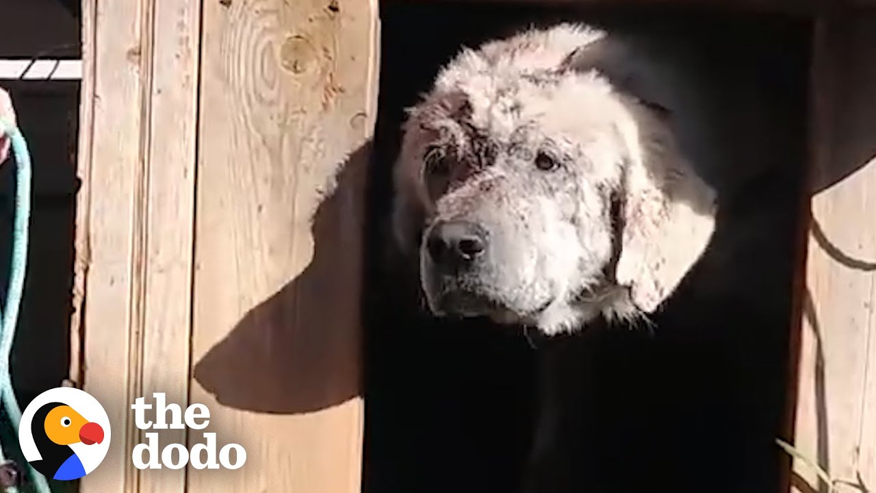 Dog Left Behind in Doghouse Finds a Mom Who Loves Him