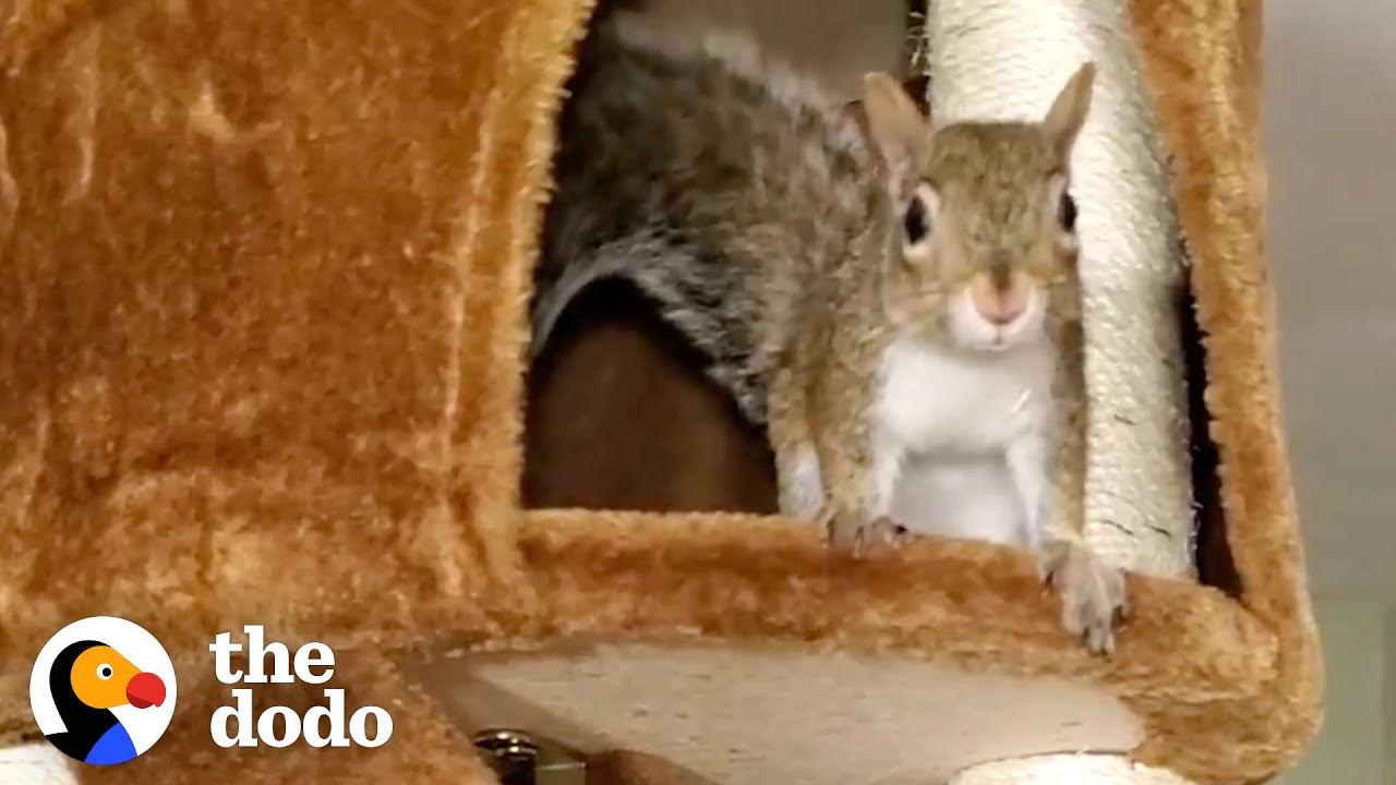 Family Realizes Their Rescue Squirrel Is Having Babies