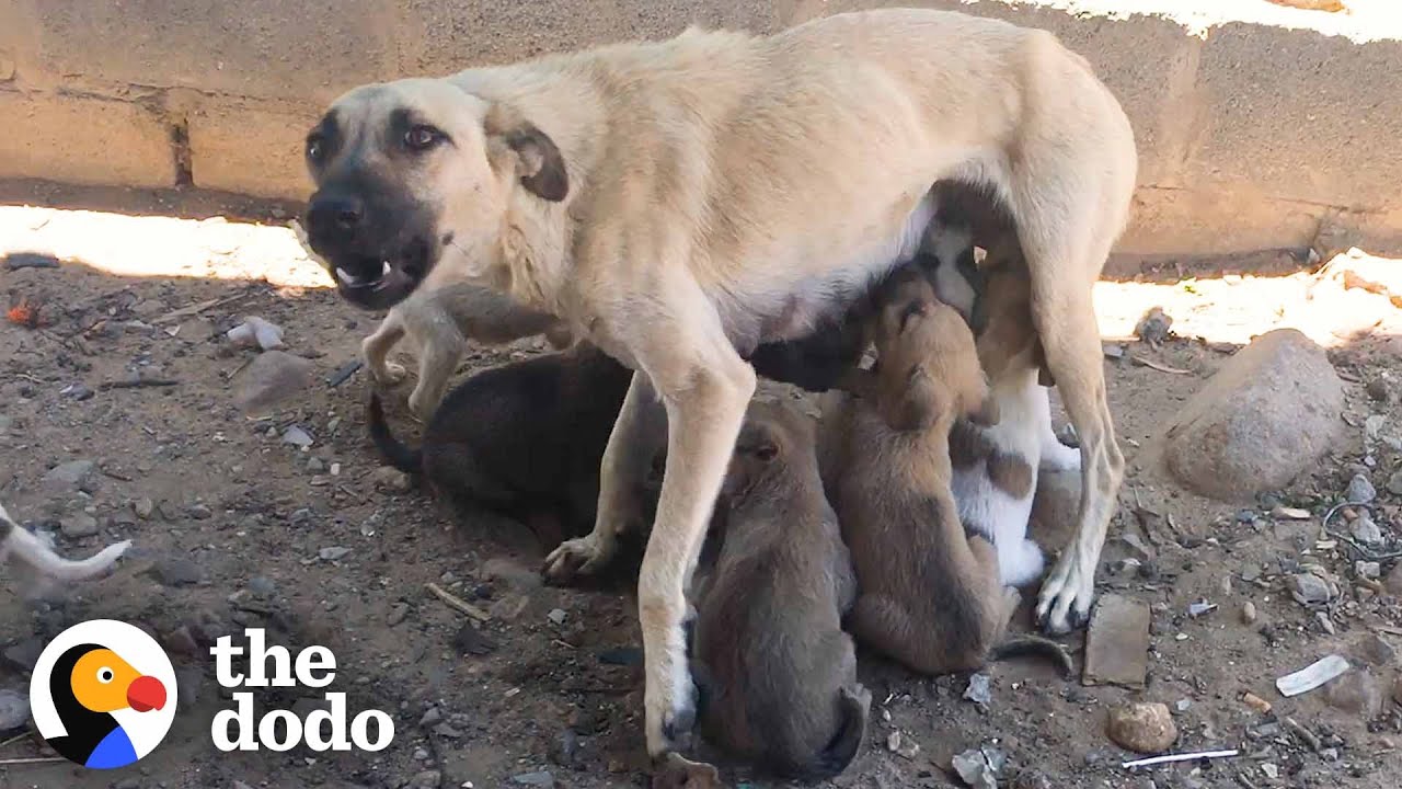 Fearful Mama Dog Starts Trusting Once She Knows Her Babies Are Safe