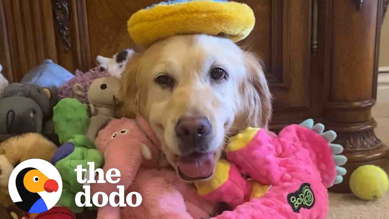 Golden Retriever Rescued From Puppy Mill Treats Her First Toy Like A Baby