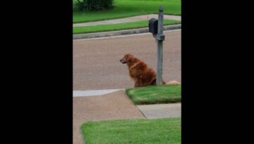 Golden Retriever Waits for Mail Truck Everyday