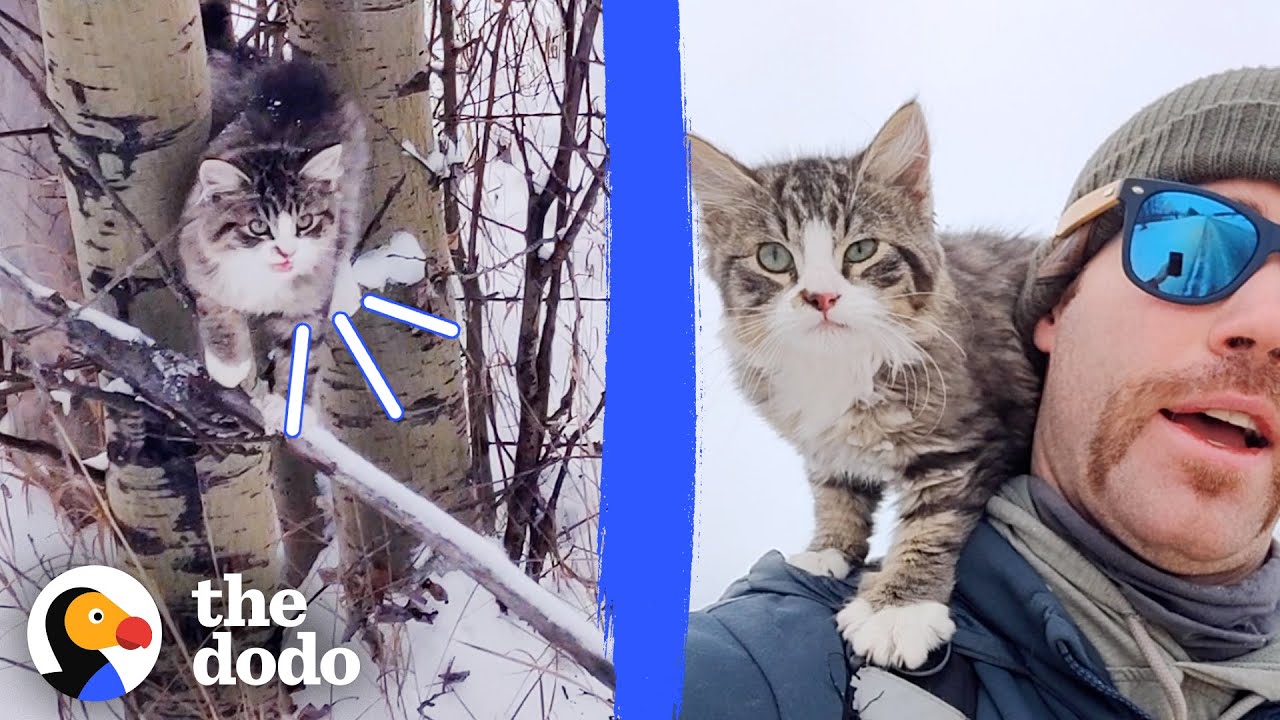 Guy Finds A Freezing Kitten While Hiking In The Snow