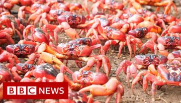 Millions of Red Crabs Swarm Across Roads and Bridges in Australia