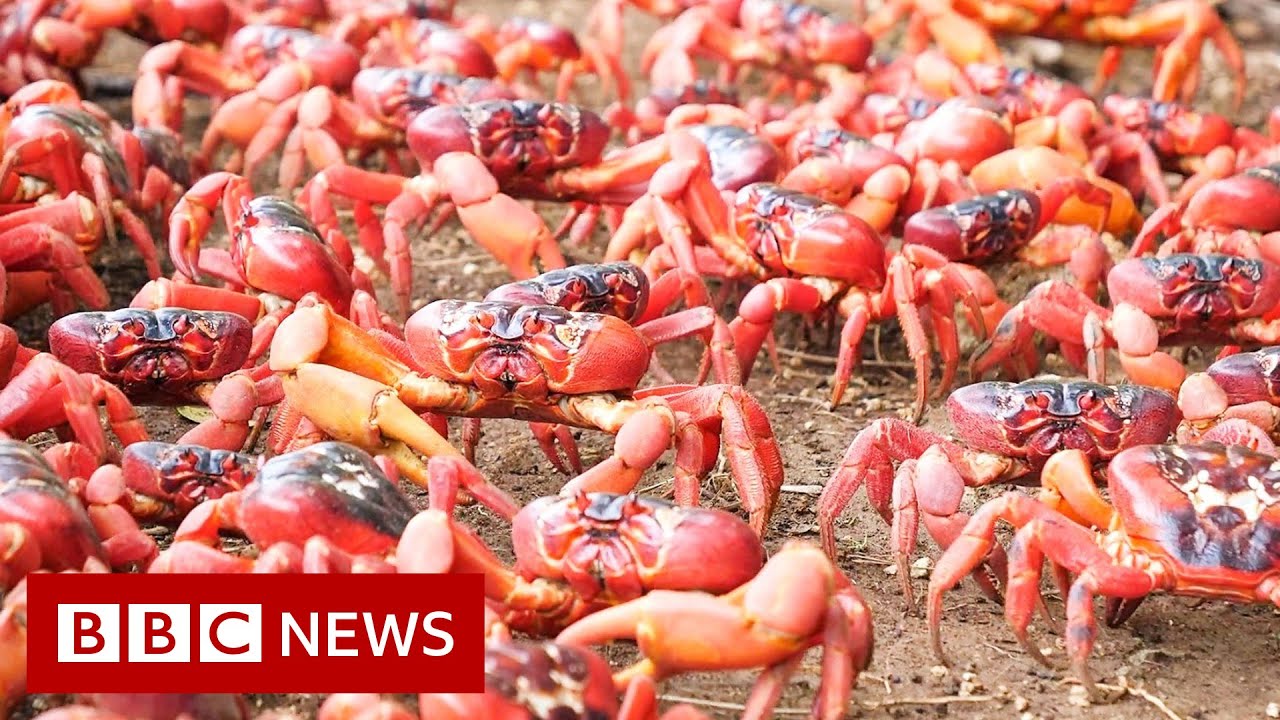 Millions of Red Crabs Swarm Across Roads and Bridges in Australia