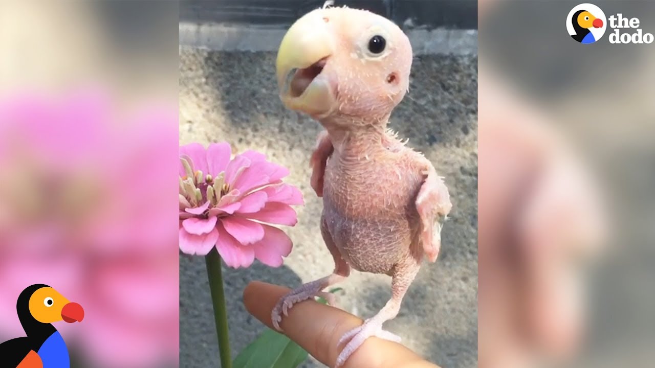 Naked Bird Who Lost Her Feathers Is So Loved Now