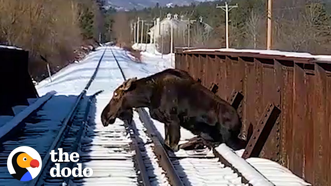 People Rescue 700-Pound Moose From Railroad Tracks