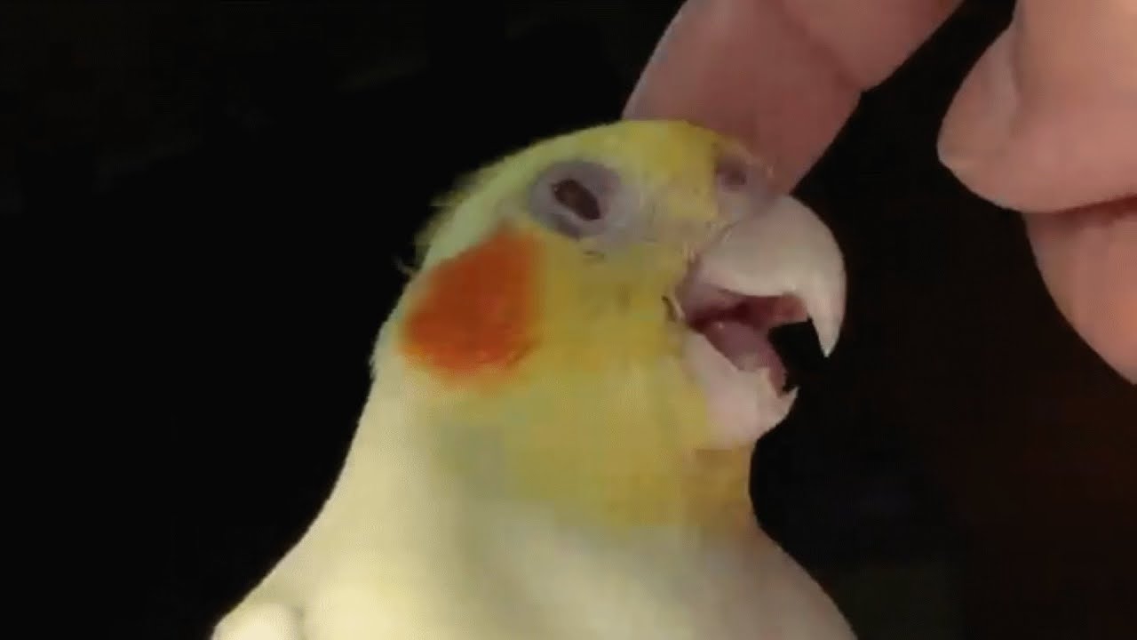 Rejected Parrot Just Wants to Be Everyone’s Friend