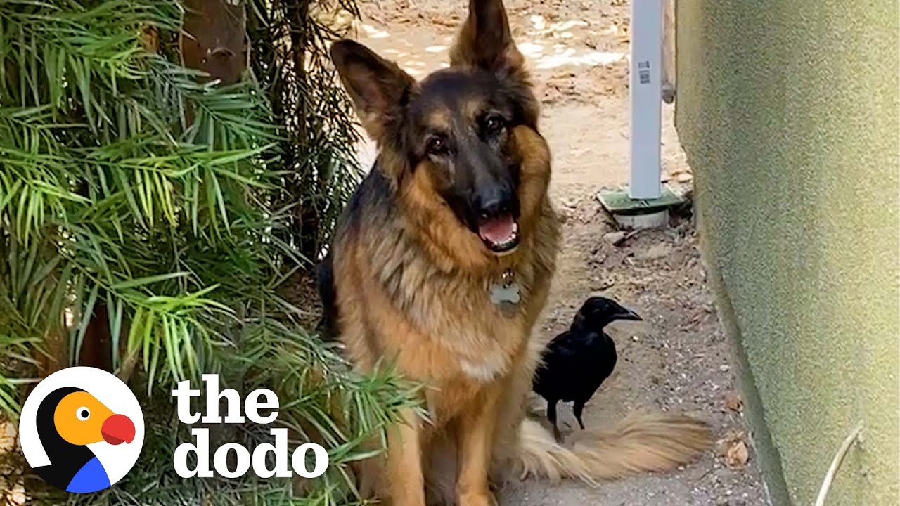 Rescue Crow Goes On Walks With His Favorite German Shepherd