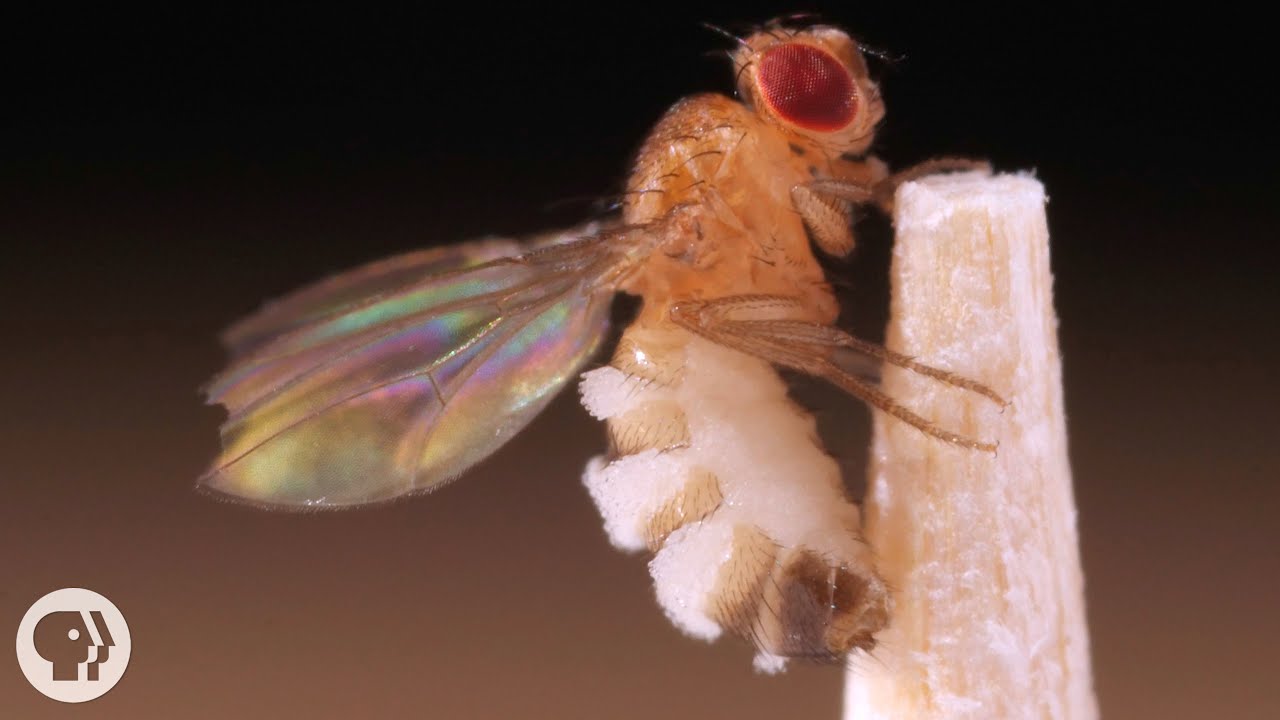 This Killer Fungus Turns Flies into Zombies