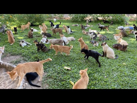 Thousand Of Cats And Their Own Kingdom