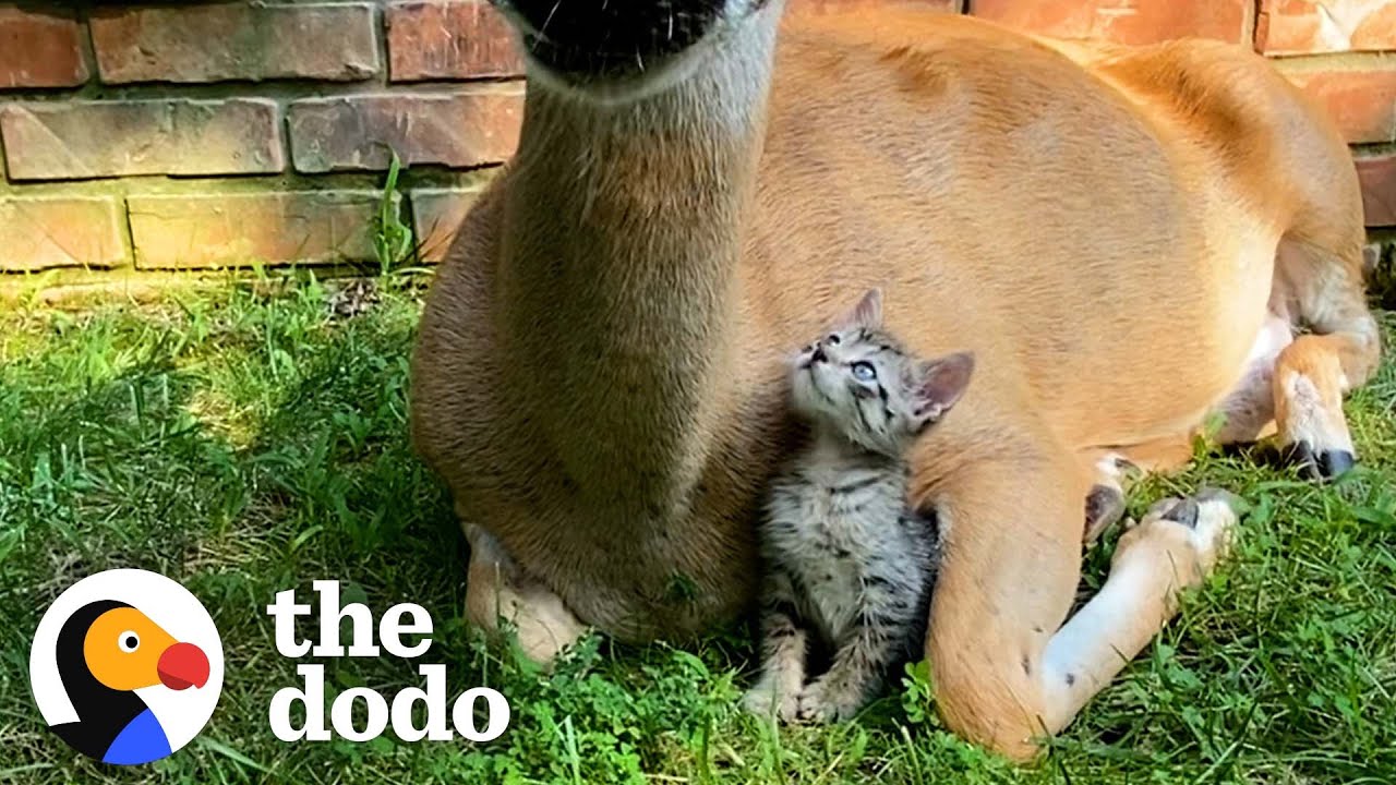 Tiny Kitten Befriends The Wild Deer Who Visit Her Yard