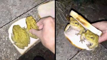 Toads that Don’t Care About Being Eaten