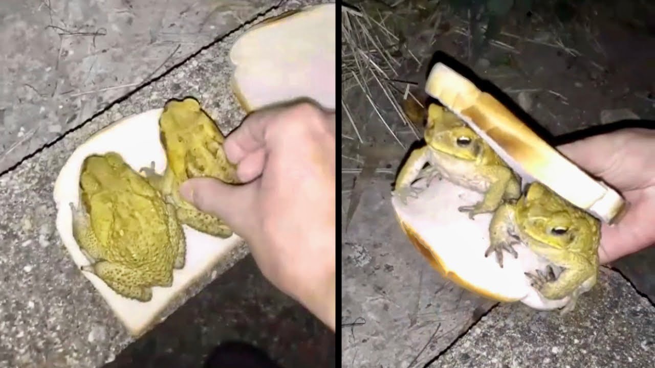 Toads that Don’t Care About Being Eaten