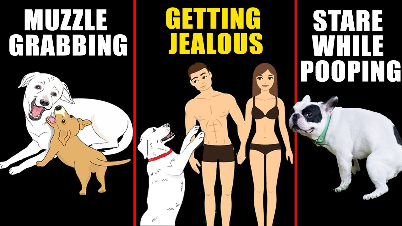 Why Dogs Show Jealousy and 8 More Dogs Behaviors Explained