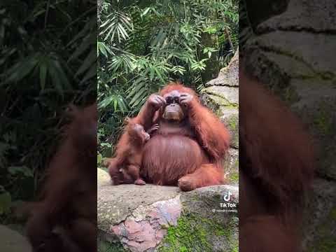 Woman Accidentally Drops Her Sunglasses In Orangutan Enclosure