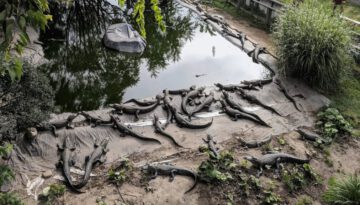 Woman Runs Retirement Home for Unwanted Pet Alligators