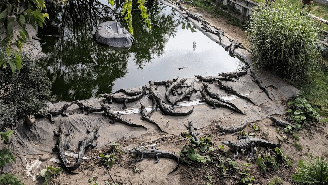 Woman Runs Retirement Home for Unwanted Pet Alligators