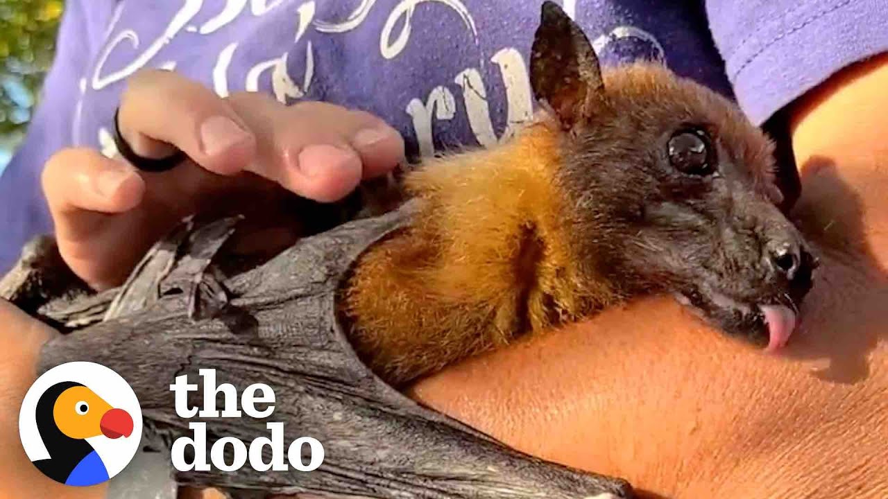 33-Year-Old Bat Loves to Curl Around His Caregiver’s Arm and Fall Asleep