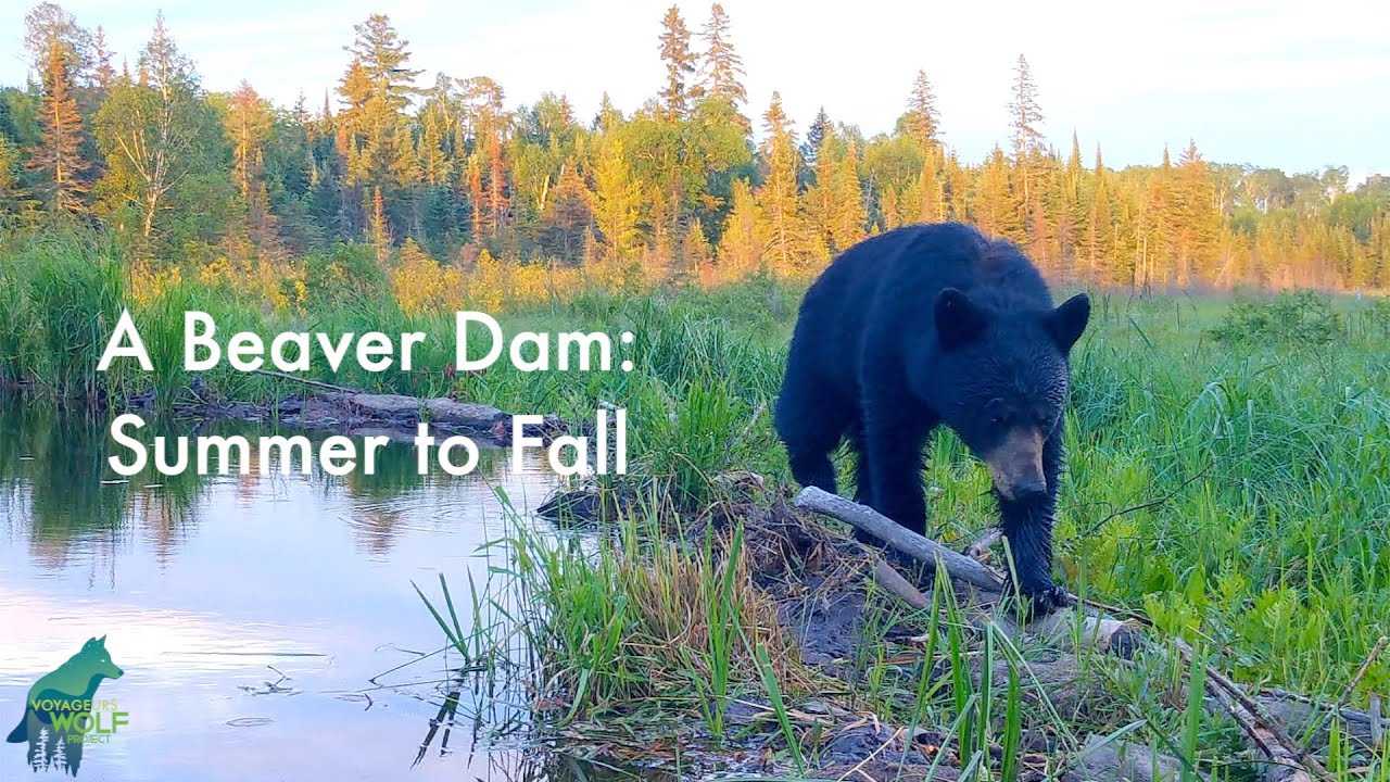 A Beaver Dam: Summer to Fall