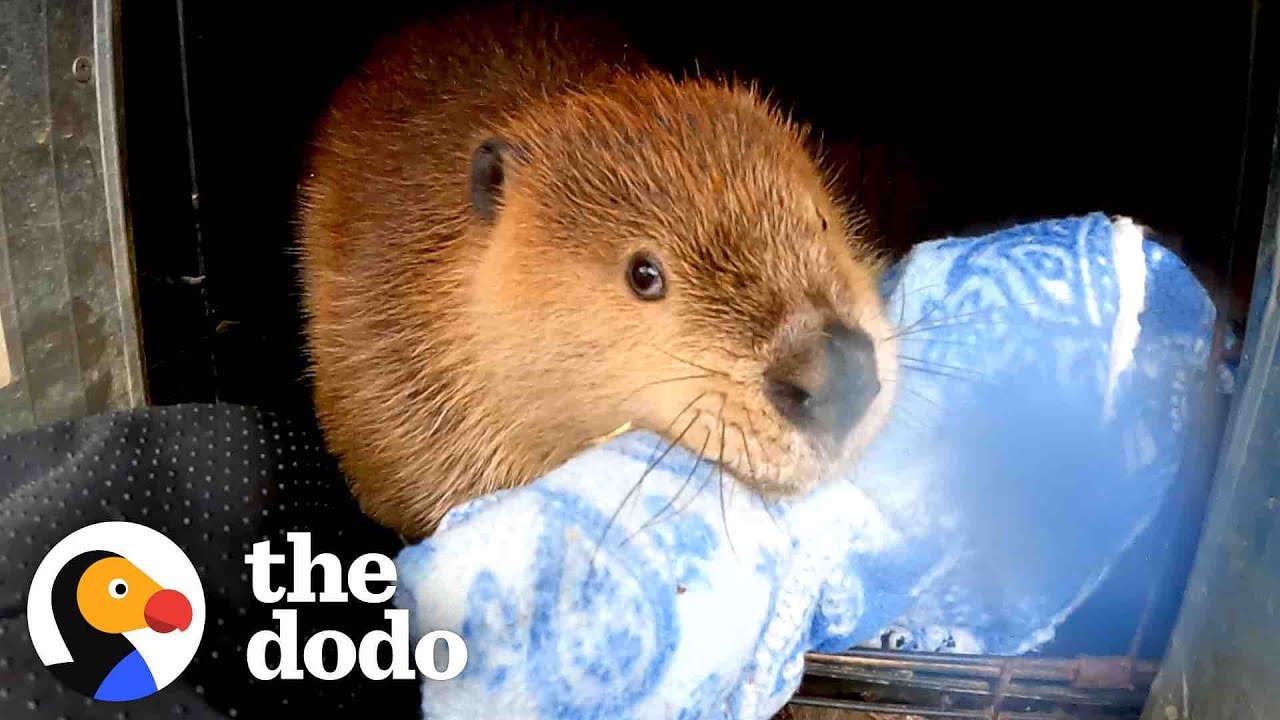 Baby Beaver Won’t Let Go Of His Blankie