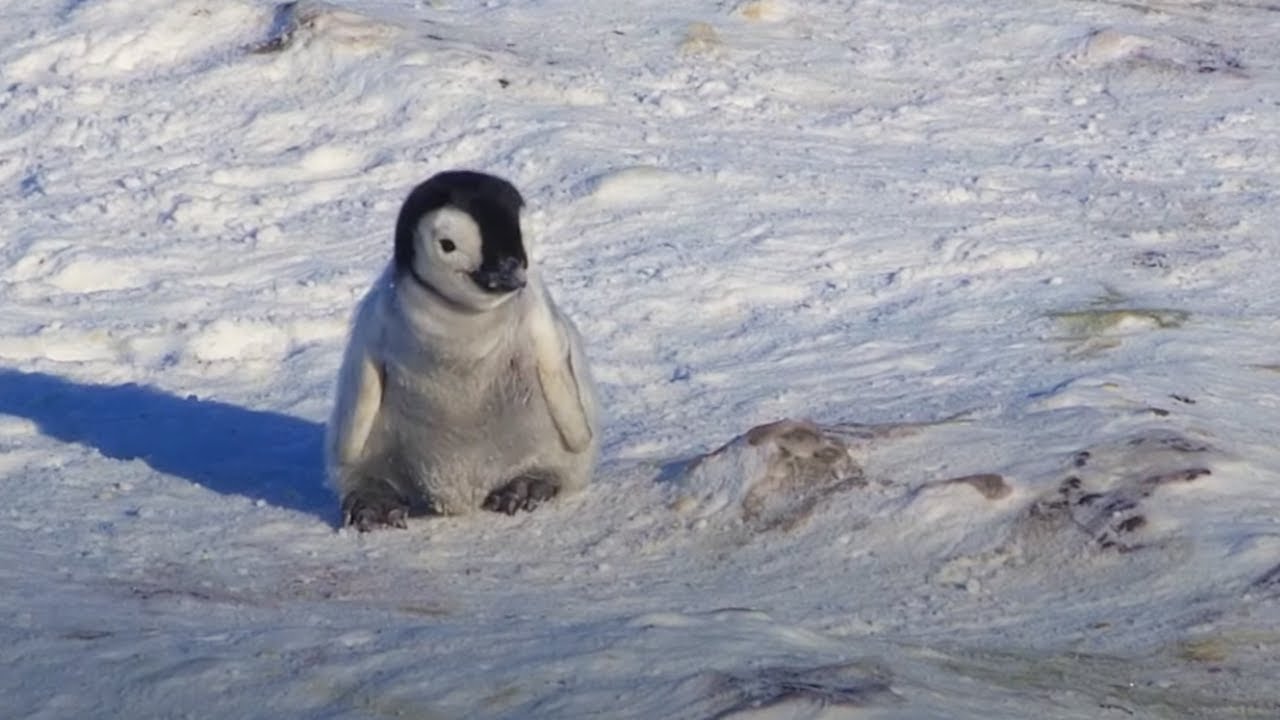 Baby Penguin Tries To Make Friends