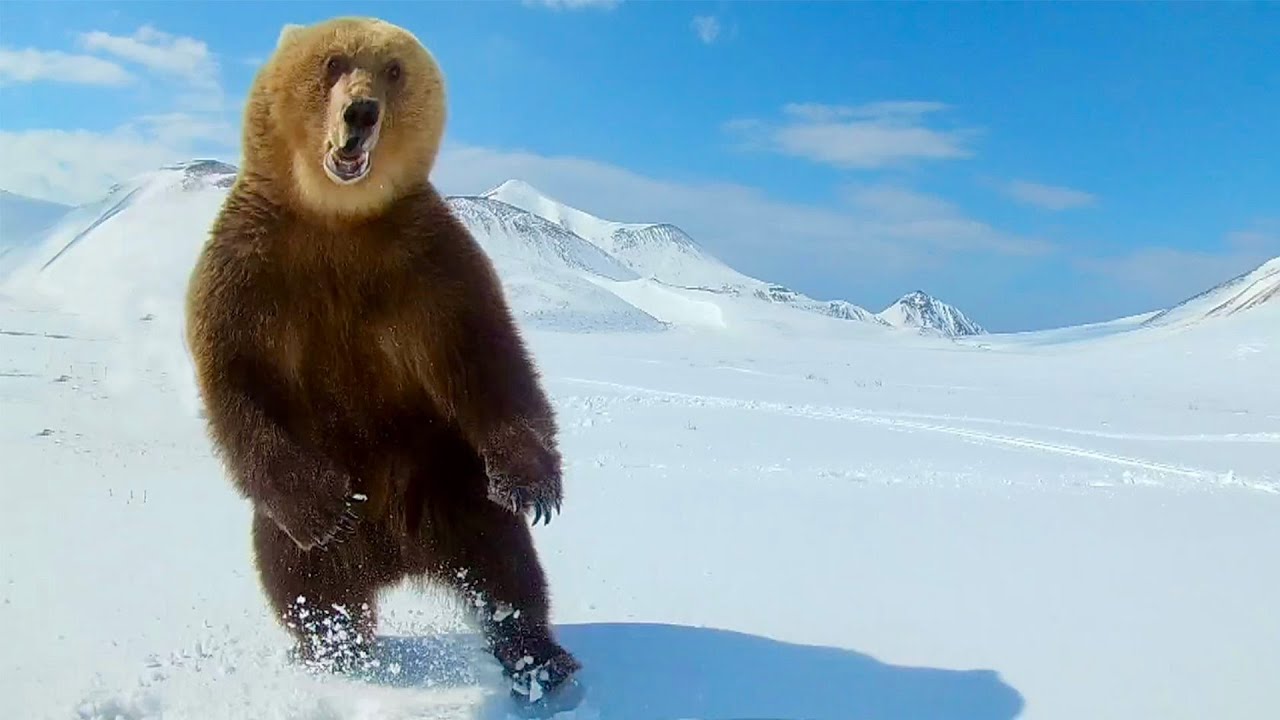 Bear Attacks Russian Campers