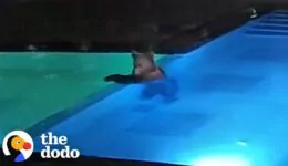 Bear Sneaks Into Public Pool Every Night To Go Swimming