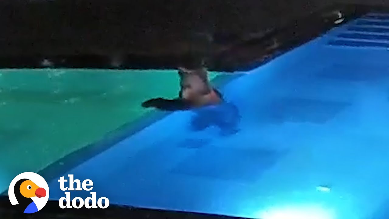 Bear Sneaks Into Public Pool Every Night To Go Swimming