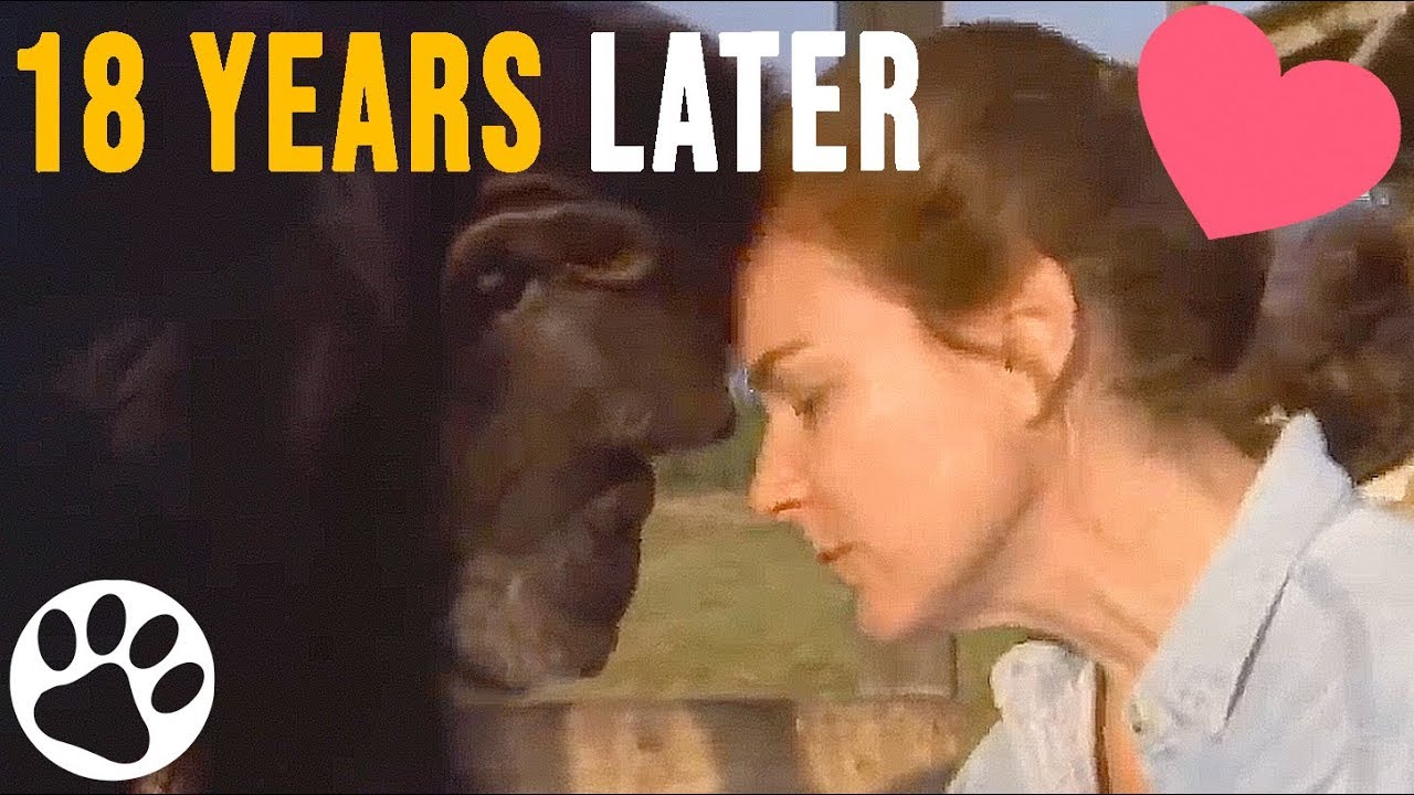 Chimpanzee Reunion After 18 Years of Separation