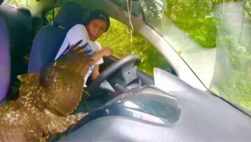 Eagle Crashes Through Car Window