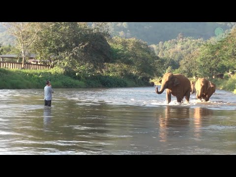 Elephants Reunites with a Man