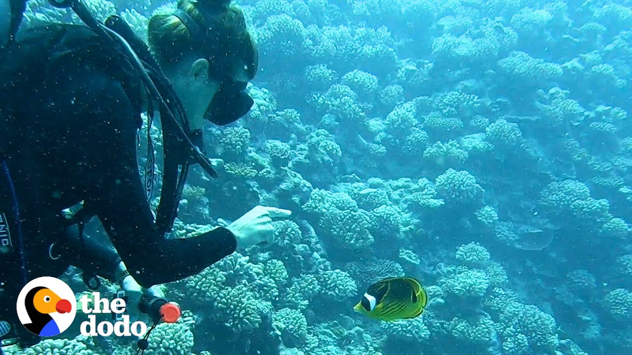 Fish Loves To Greet His Favorite Diver And Bring Her Gifts