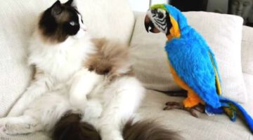 Funny Parrots Annoying Cats Compilation