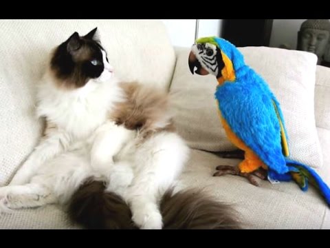 Funny Parrots Annoying Cats Compilation