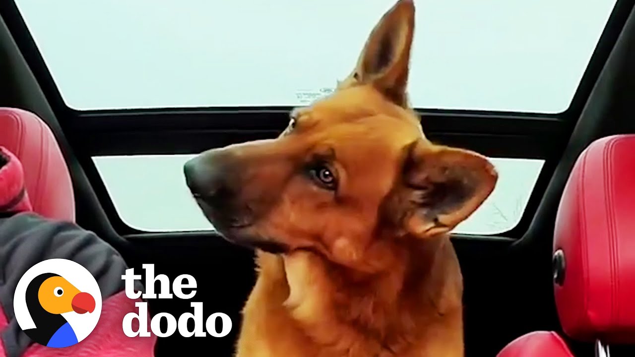 German Shepherd Understands Every Single Word His Dad Tells Him