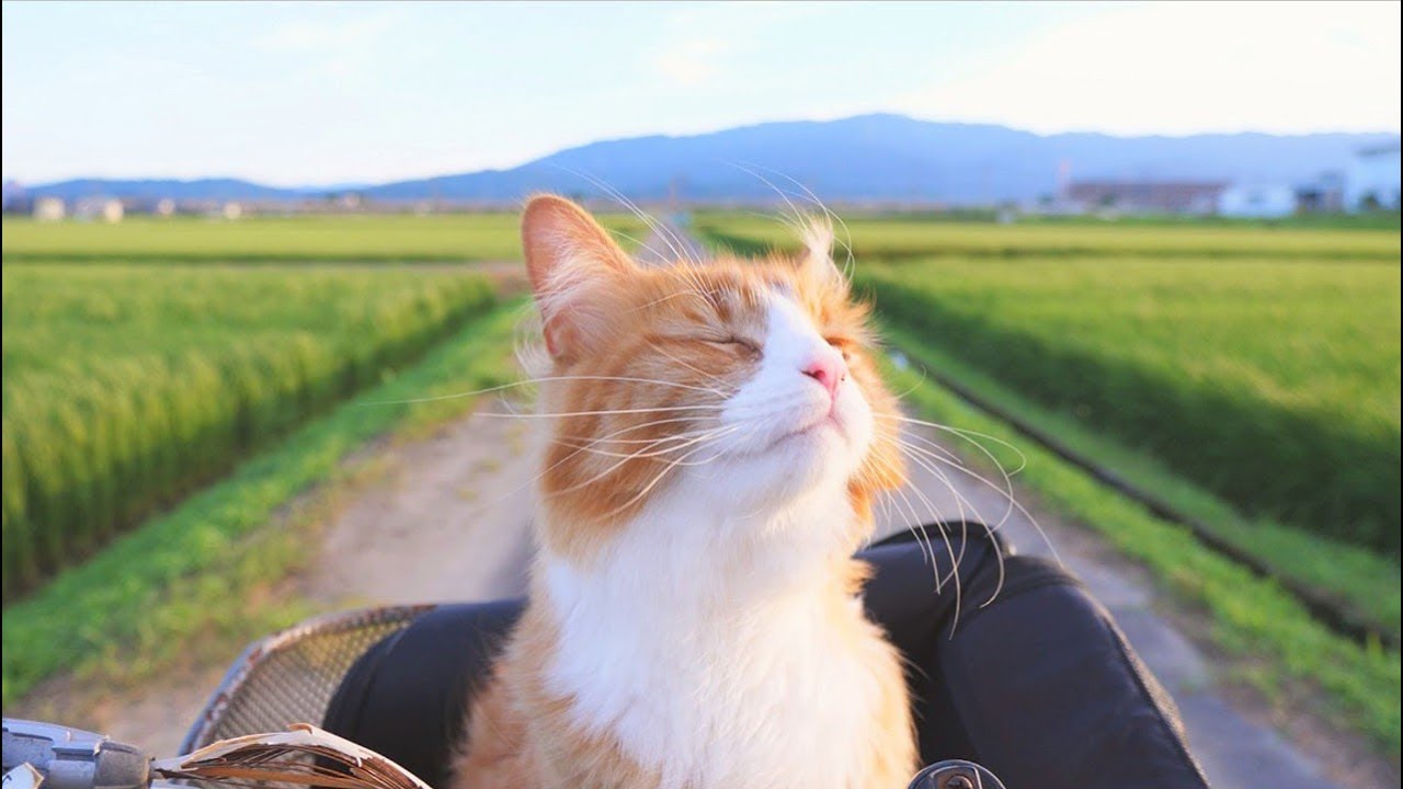 How a Guy Trained His Cats