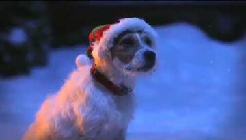 Little Santa Dog is Going to Melt Your Heart