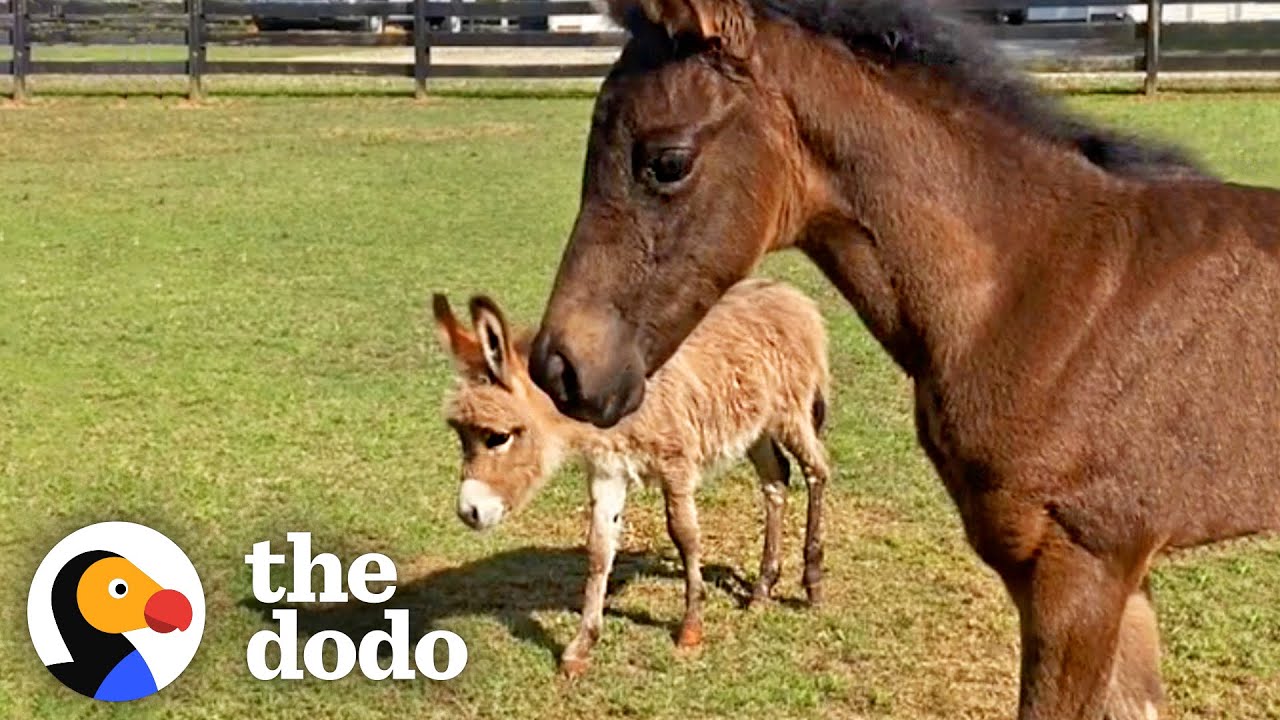 Orphaned Baby Donkey Kicked Away Anyone Who Tried to Be Friends