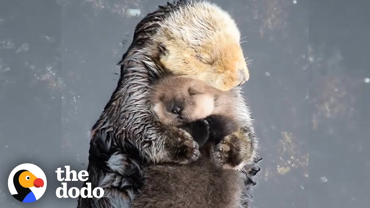 Otter Moms Wrap Their Babies in Seaweed Blankets