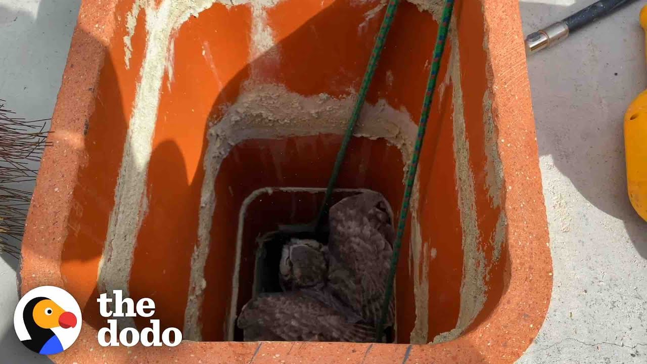 Owl Couldn’t Find His Mate and Sets Out to Save Her