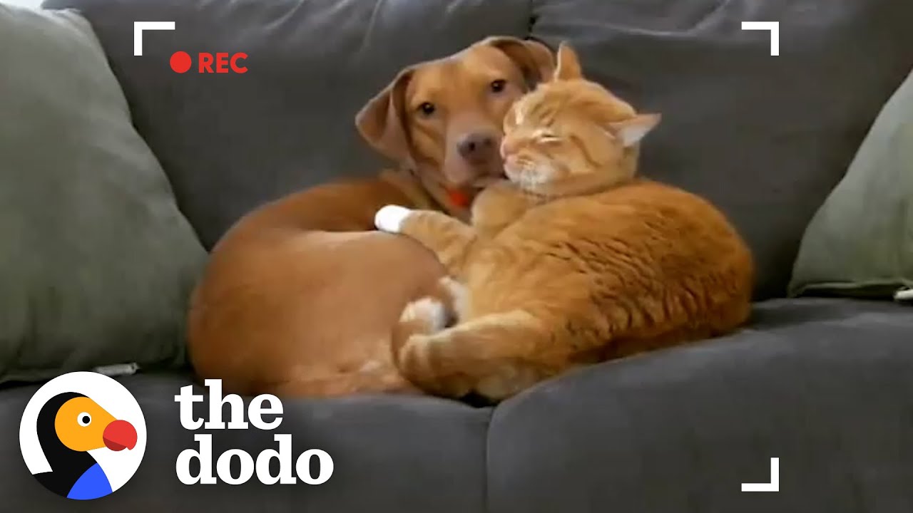 Parents Set Up Hidden Camera And Catch Cat Cuddling Their Anxious Dog